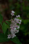 Fourleaf milkweed